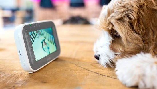 Hond die naar het scherm van babyfoon kijkt