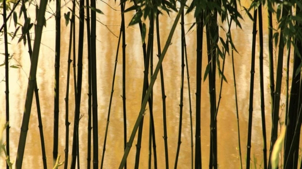 bamboebos, vooraanzicht