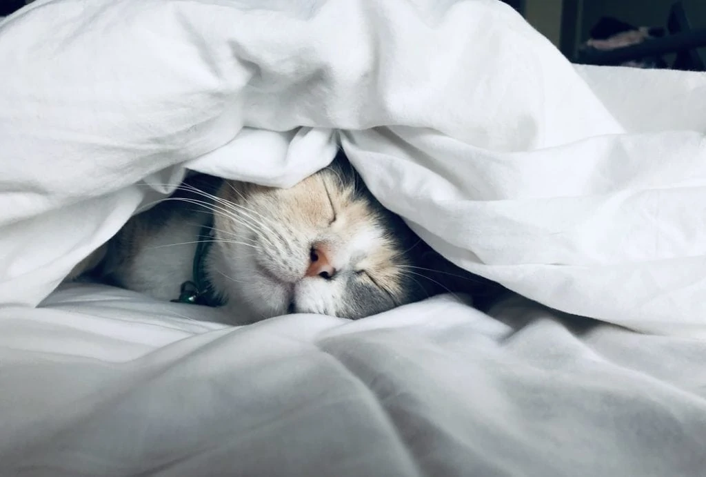 Slapende kat in bed