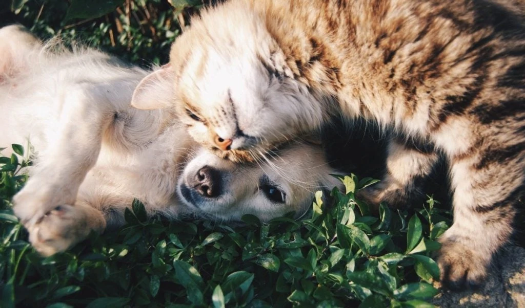 Hond en kat aan het knuffelen