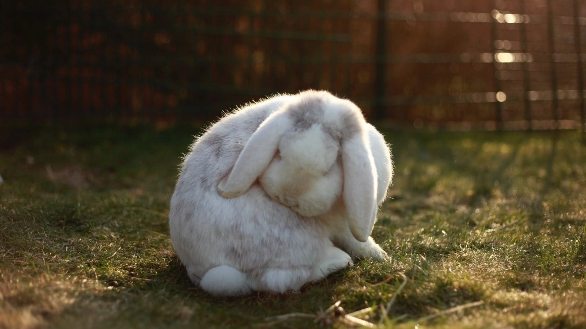 Wit konijntje op gras, vooraanzicht