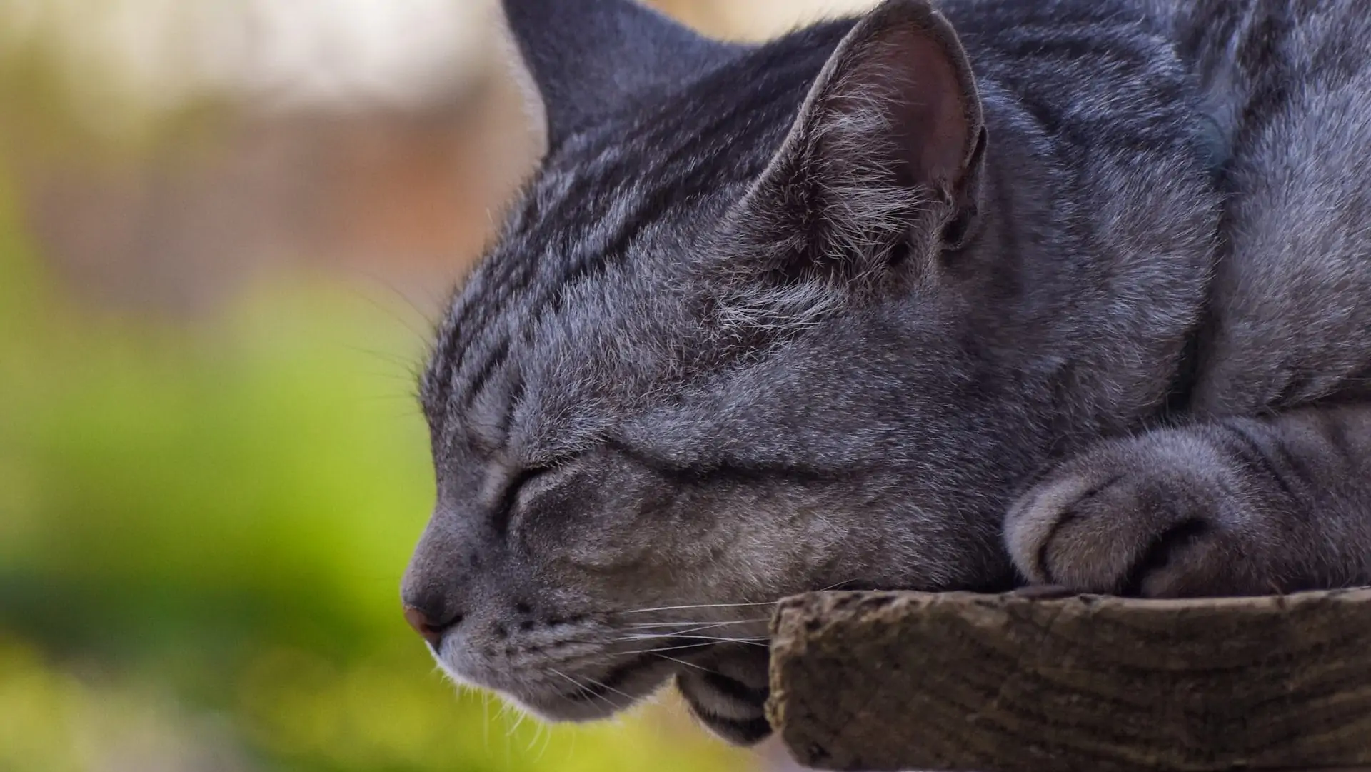 Slapende, grijze kat op houten ondergrond