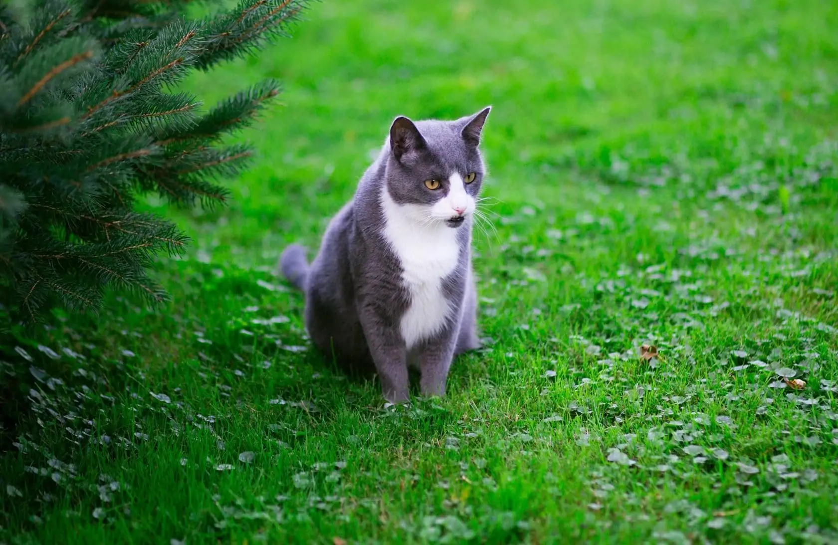Grijs met witte kat in de tuin, op het gras. Vooraanzicht