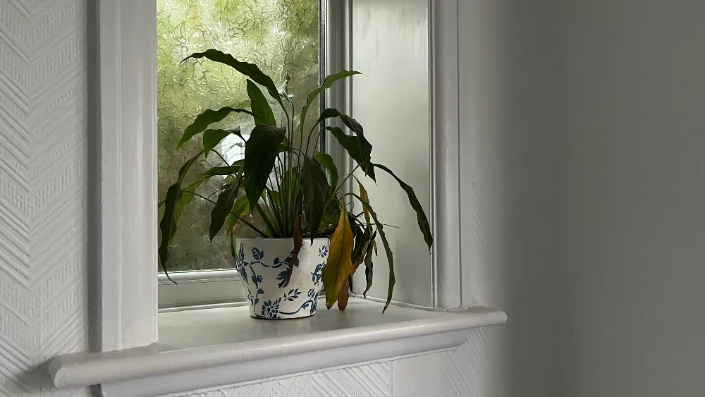 Plant bij het raam