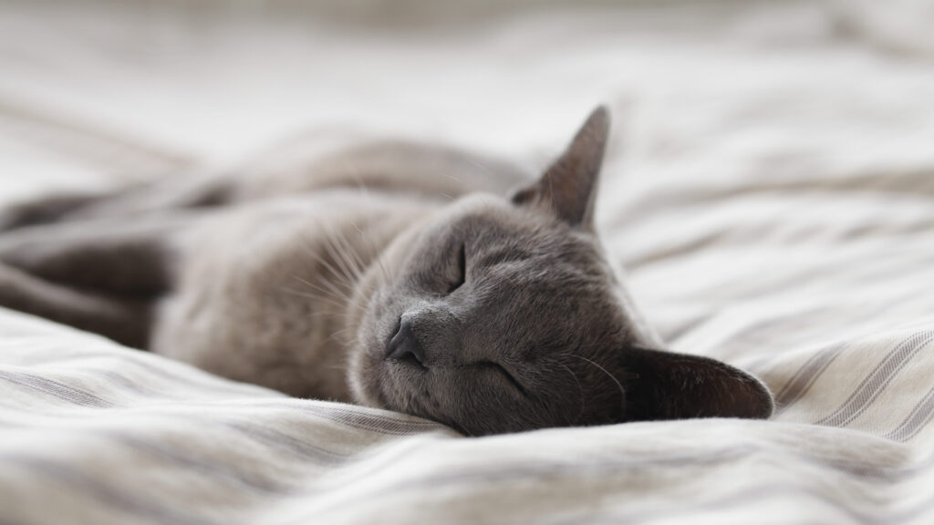 Een grijze kat slaapt op witte lakens